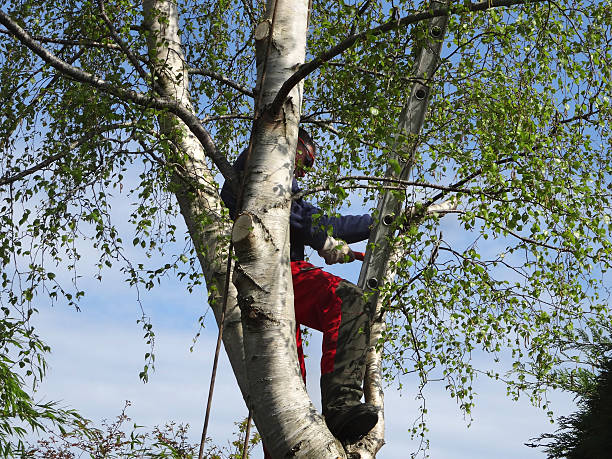 Best Tree Trimming and Pruning  in Guthrie, OK